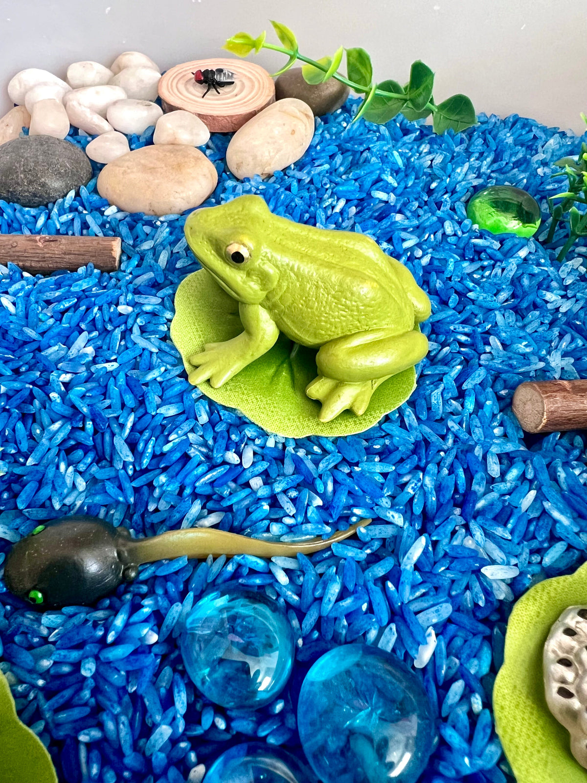 Pond Life Cycle Sensory Kit And Water Play