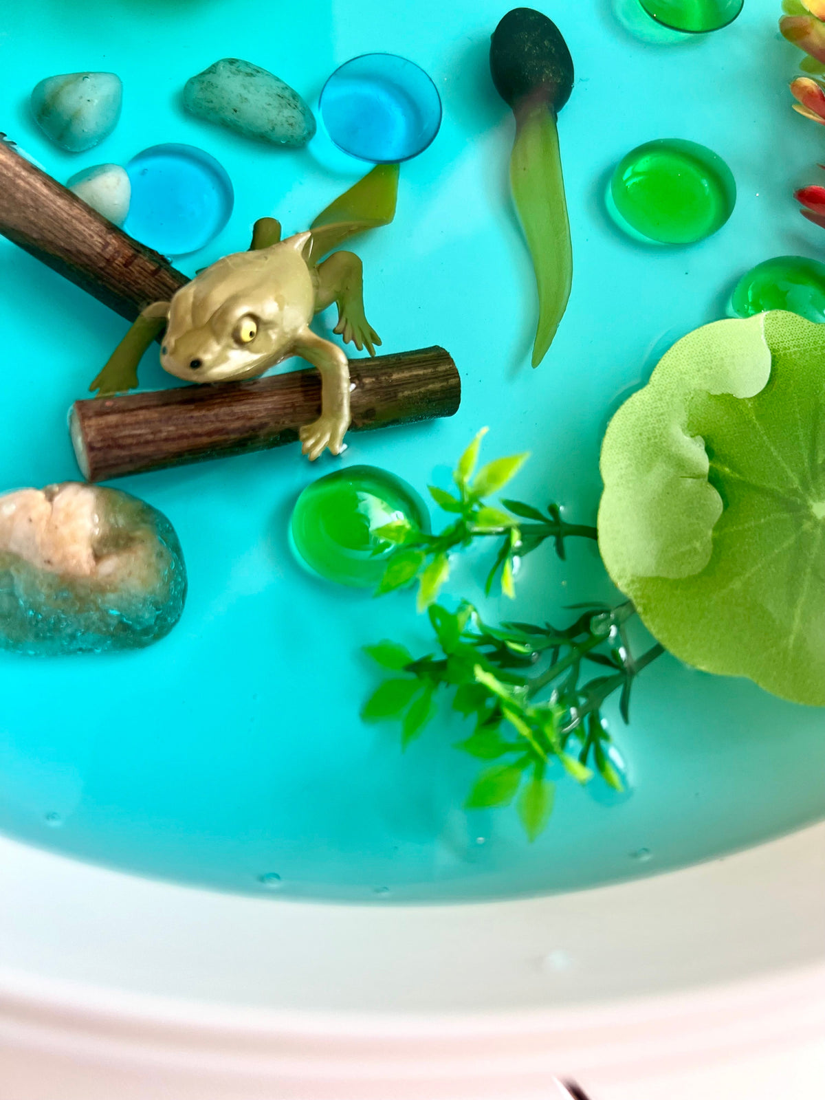 Pond Life Cycle Sensory Kit And Water Play